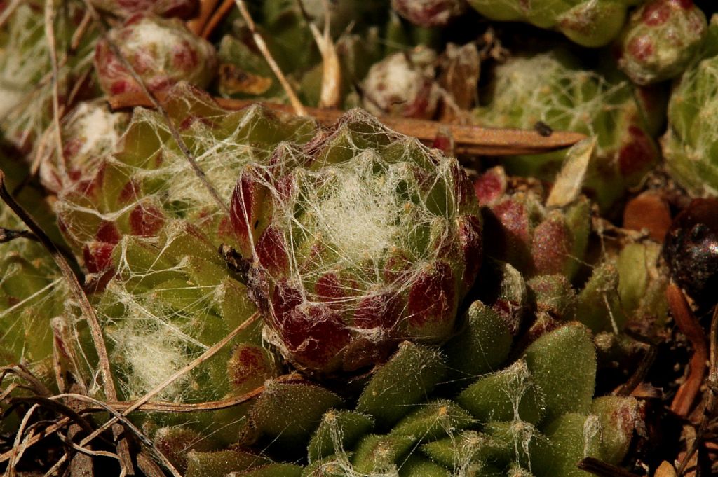 Sempervivum arachnoideum / Semprevivo ragnateloso